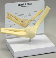 Basic Elbow Pharmaceutical and Anatomical Model Gifts